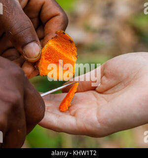 Coupe homme noir, racine de curcuma et de passer la main à fille blanche, curcuma, récolte en spice farm, octobre 2017, Zanzibar, Tanzania, Africa Banque D'Images