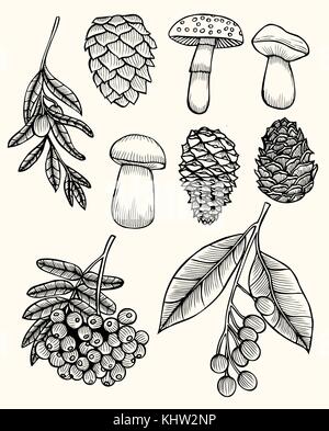 Automne vector set avec des feuilles, des baies, des pommes de pins, noix, champignons et de glands. éléments de botanique forestière détaillé pour la décoration. vintage automne seasona Illustration de Vecteur