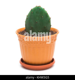 Cactus dans un pot sur fond blanc Banque D'Images