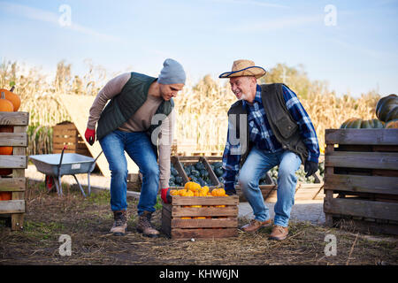 Les agriculteurs exerçant son casier de citrouilles Banque D'Images