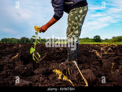 L'examen de l'homme au tournesol cultivé le sol, low section, ural, Sverdlovsk, Russie, Europe Banque D'Images