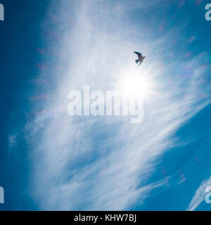 Seul oiseau flying in sky, low angle view, ural, Sverdlovsk, Russie, Europe Banque D'Images