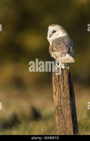 Effraie des clochers Tyto alba,, perché sur vieux poteau de clôture à la fin de la lumière d'automne, Fond diffus Banque D'Images