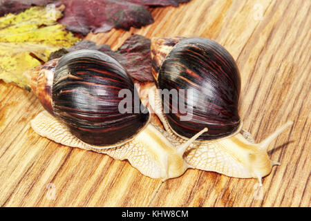 Deux escargots achatina africain géant sur fond de bois avec des feuilles de vigne prises libre. Banque D'Images