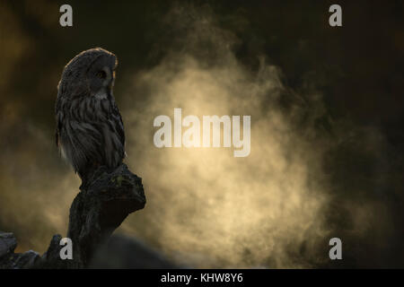 Chouette lapone / bartkauz (Strix nebulosa) perché sur un rocher, première lumière du matin, contre-jour, le brouillard à venir, Moody. Banque D'Images