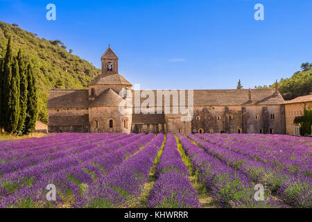 La récolte de lavande en face de l'Abbaye de Sénanque, Gordes, Vaucluse, Provence-Alpes-Côte d'Azur, France, Europe Banque D'Images