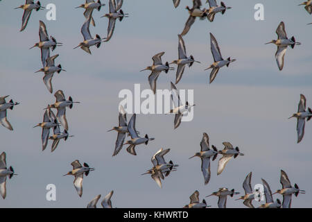 Un folk de barge à queue noire (Limosa limosa) arrivant sur la terre Banque D'Images