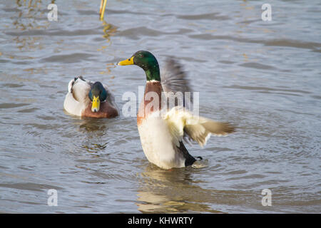 Deux canards colverts mâles (anus platyrhynchos) sur un bassin à l'automne, avec une montée et battre des ailes. Banque D'Images