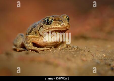 Frog crapaud commun (Pelobates fuscus) assis sur le sol. Banque D'Images