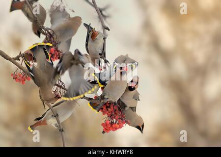 'Jaseur boréal - Bombycilla garrulus, le troupeau des jaseurs sur le rowan tree en hiver. Banque D'Images