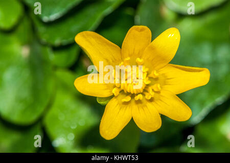 Close-up view o une moindre chélidoine (Ranunculus ficaria) Banque D'Images