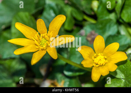 Close-up view o une moindre chélidoine (Ranunculus ficaria) Banque D'Images