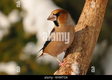 - Coccothraustes coccothraustes Hawfinch assis sur la branche en hiver Banque D'Images