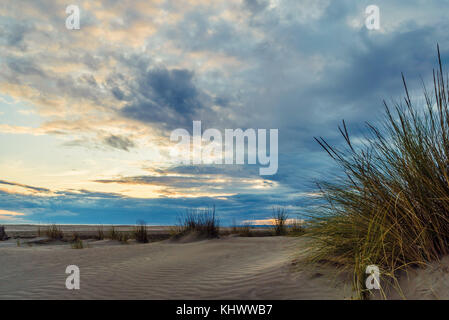 L'herbe et des collines de sable sur la plage de l'Espiguette en france Banque D'Images