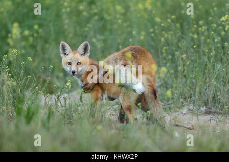 Red Fox pups jouant dans le bassin du Wyoming bighorn Banque D'Images