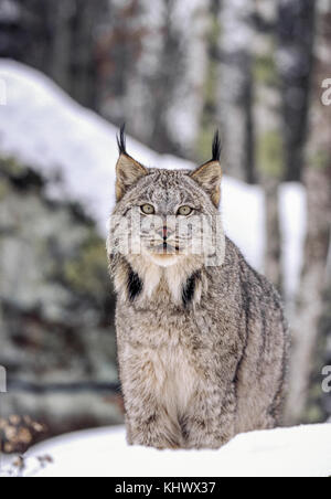 Lynx nord-américain pendant l'hiver Banque D'Images