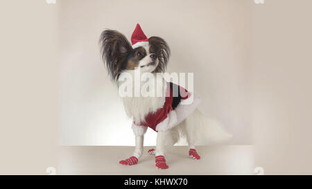 Jeune homme drôle toy spaniel chien petit papillon en costume père noël regarde autour de sur fond blanc Banque D'Images