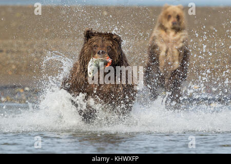 Chasser l'ours brun d'Alaska saumon argenté en Alaska Banque D'Images