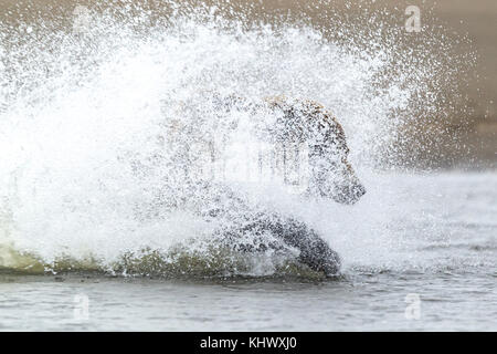 Chasser l'ours brun d'Alaska saumon argenté en Alaska Banque D'Images