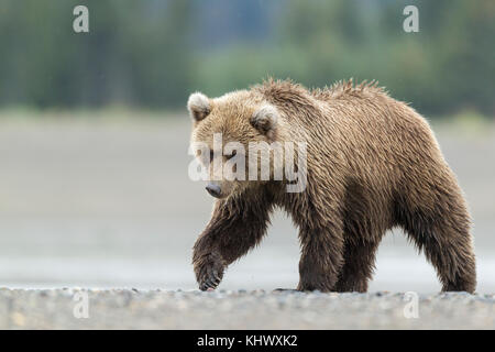 L'ours brun d'Alaska cub Banque D'Images