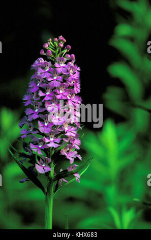 Fermer la vue d'ensemble d'fringled harbenaria orchidée rose violacé psycodes fleurs sur tige Banque D'Images