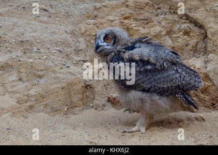 Grand / owl Bubo bubo europaeischer uhu ( ), jeune poussin, etc.) dans un bac à sable, waldking, explorer son environnement, de la faune, de l'Europe. Banque D'Images