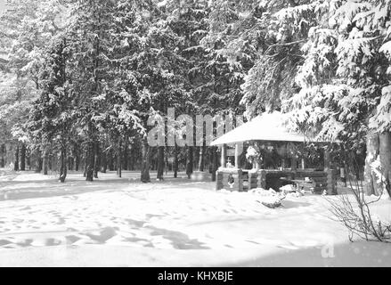 Gazebo en bois monochrome en forêt en hiver journée ensoleillée Banque D'Images