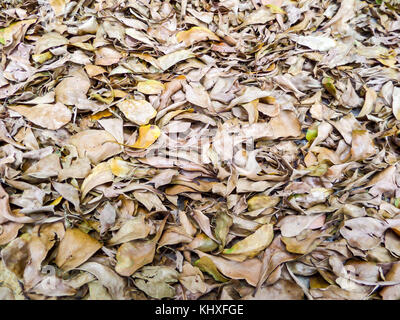 Feuilles brun sec en forêt nature background Banque D'Images