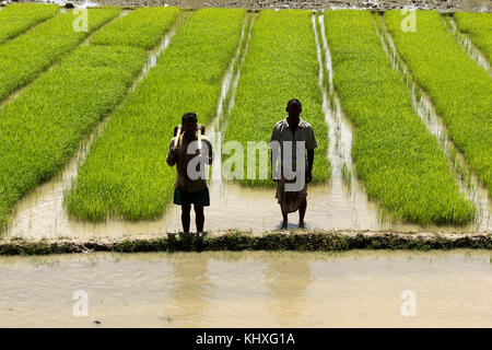 Un livre vert rizière à Khulna, Bangladesh. Banque D'Images