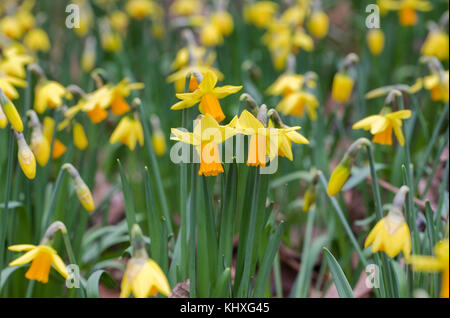 Narcissus 'jetfire' fleurit au printemps. Banque D'Images