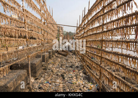 Des milliers de petits poissons séchant sur des supports dans le soleil à plage de versova, Mumbai Banque D'Images