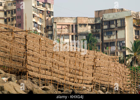 Des milliers de petits poissons séchant sur des supports dans le soleil à plage de versova, Mumbai Banque D'Images