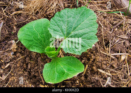 Une jeune citrouille verte pousse pousse sur un sol riche en humus Banque D'Images