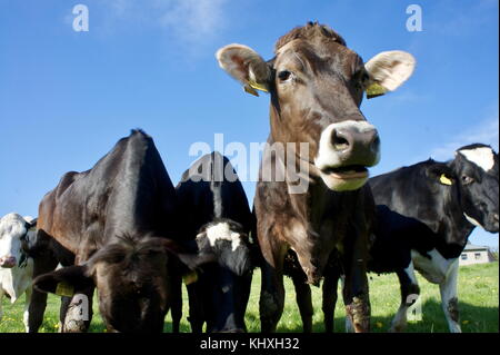 Vaches dans un pré à l'Eifel allemand' région. Banque D'Images