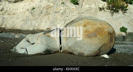 Split boulder en forme d'animal dormir sur le sable de la plage ci-dessous cliff à marée basse, Cook Inlet, près de la péninsule de Kenai, Alaska Homer Banque D'Images