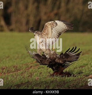 Buzzards commun en vol et les combats pour la possession d'un faisan Banque D'Images