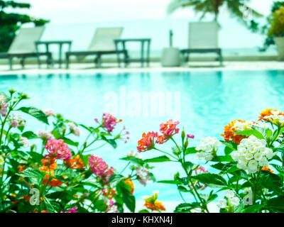 Mélange coloré de Lantana camara clair rose orange blanc magenta dans la piscine publique Banque D'Images