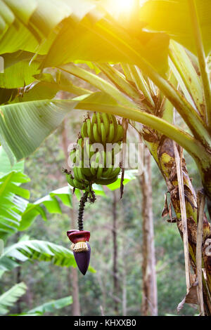 Banana palm avec des fruits et des semences, Birayi, Bujumbura, Burundi, Afrique Banque D'Images