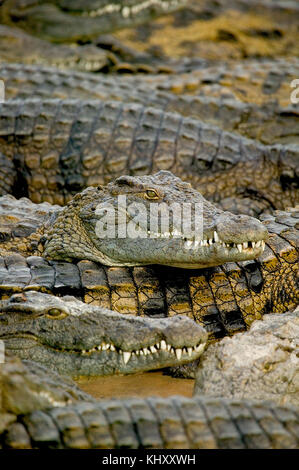 Groupe de crocodiles dans Wildlife park, Djerba, Tunisie Banque D'Images