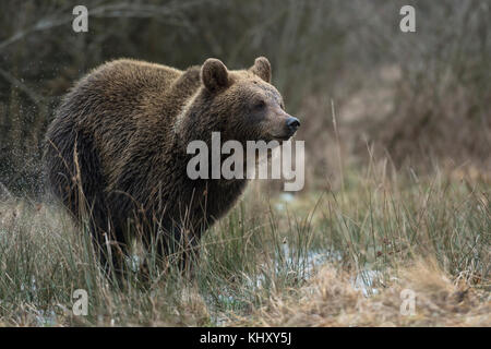 Ours brun européen / Braunbaer ( Ursus arctos ), jeune joueur, courant rapidement à travers un pré humide, un marais, tourbière, marais, zone humide, Europe. Banque D'Images