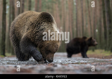 Ours brun / Braunbaer ( Ursus arctos ), jeune adolescent, debout dans l'eau peu profonde d'une flaque couverte de glace, explorant l'eau gelée, Europe. Banque D'Images