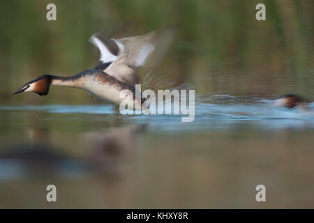 Beaucoup de grèbes huppés (Podiceps cristatus ) dans la lutte, le comportement territorial, à la poursuite d'un rival, courir vite sur l'eau calme, à l'action, l'Europe. Banque D'Images