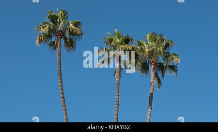 Trois palmiers exotiques cultivées avec de grandes feuilles palmées evergreen contre ciel bleu à Los Angeles, Californie, USA Banque D'Images