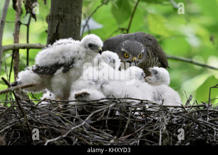 Fauve / sperber ( Accipiter nisus ), soins femme, nourrissant ses petits, les poussins mendier de la nourriture, de la faune, de l'Europe. Banque D'Images