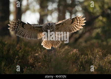 Tawny Owl ( Strix aluco ) en vol, vol, atterrissage sur un clairage, lumière qui brille à travers ses ailes larges ouvertes, belle situation de contre-jour, Europe. Banque D'Images