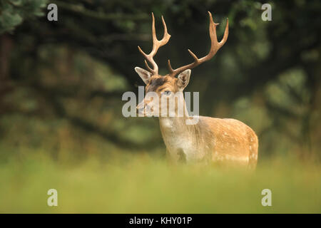 Young Buck, daims dama dama, avec petits bois marche à travers une forêt sombre au cours de saison d'automne. Banque D'Images