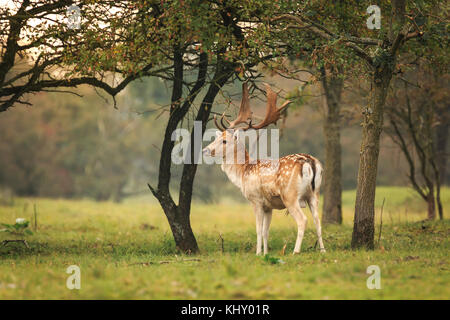 Young Buck, daims dama dama, avec petits bois marche à travers une forêt sombre au cours de saison d'automne. Banque D'Images