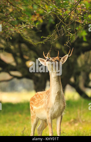 Young Buck, daims dama dama, avec petits bois marche à travers une forêt sombre au cours de saison d'automne. Banque D'Images