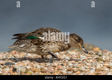 Teal / krickente ( Anas crecca ), les femmes adultes, smallst duck en Europe, dans sa robe de reproduction, marcher sur une banque de moules, à la recherche de nourriture. Banque D'Images