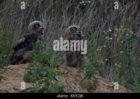 Grand hiboux / europaeische uhus ( Bubo bubo ), les jeunes oiseaux, assis sur une petite colline, au crépuscule, à la recherche de quelque chose, dans un cadre naturel, wi Banque D'Images